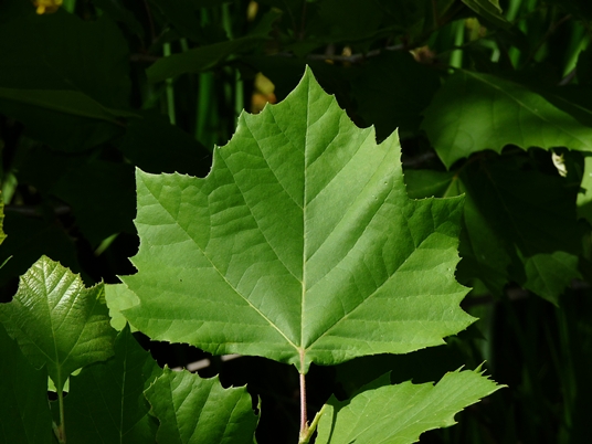 {Platanus occidentalis}